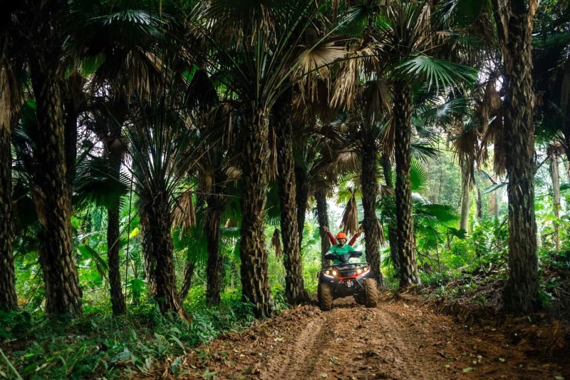 ATV băng rừng cọ.